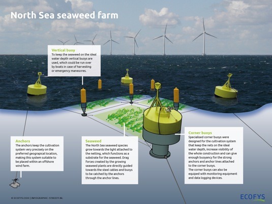 Ecofysseaweed